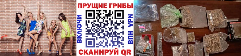 где купить наркоту  Бутурлиновка  Галлюциногенные грибы Cubensis 